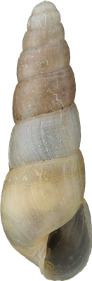 Subulina octona13,6 × 4,5 mm